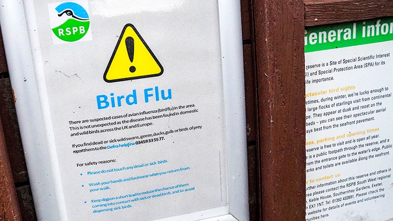 Des scientifiques européens évaluent le risque de pandémie de grippe aviaire