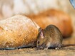 photo of Mouse besides bread