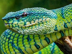 photo of Indonesian pit viper