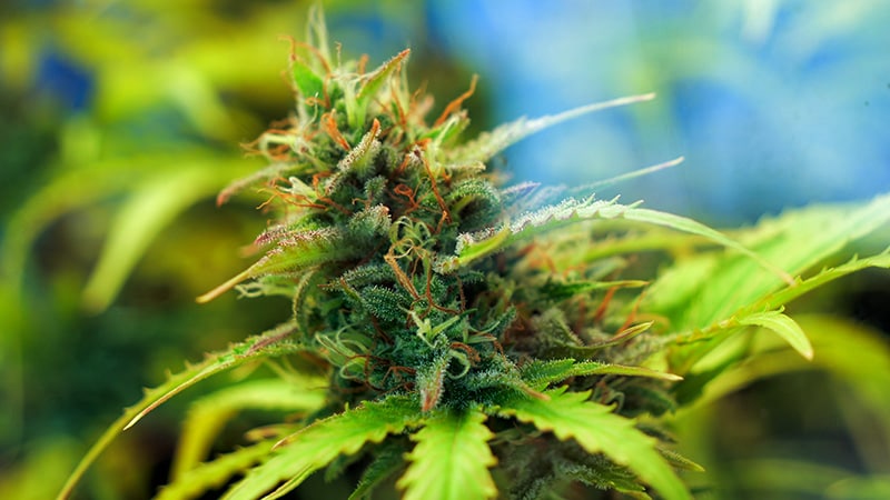 DOJ Officially Moves to Reclassify Marijuana as Schedule III