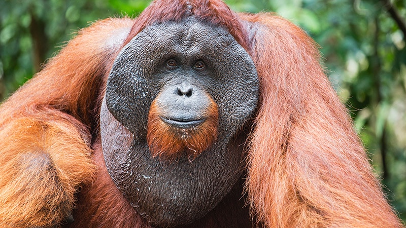 Doctor Orangutan, I Presume