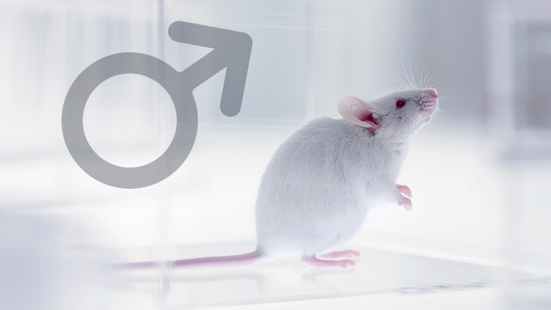 New Form of Male Birth Control 100% Effective in Mice