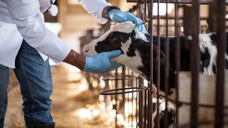 Foot-and-Mouth Disease: Why It Should Matter to Physicians Foot-and ...