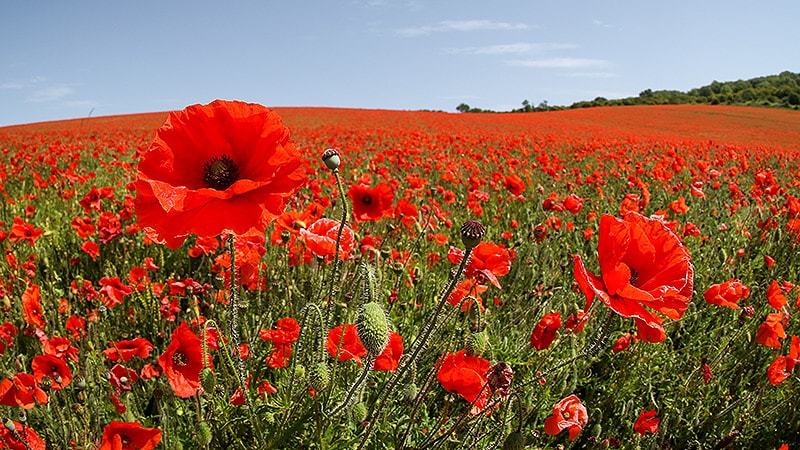 Individuals have died after ingesting tea brewed from unwashed poppy seeds.