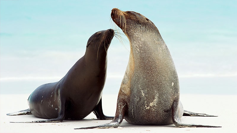 Can Sea Lions Expand Our Knowledge of Epilepsy?