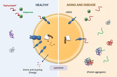 photo of In a healthy cell (left), chaperone proteins (red) escort damaged proteins (green) to the lysosome, where LAMP2A rec