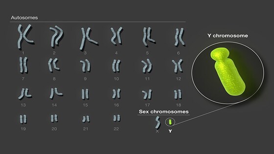 Sequenzierung macht deutlich: Y-Chromosom mehr als nur ein „Müllplatz ...