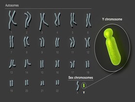 photo of Y Chromosome