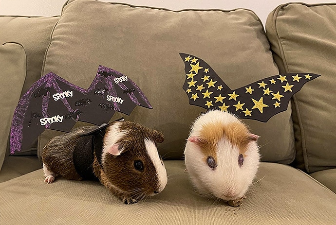 photo of guinea pigs