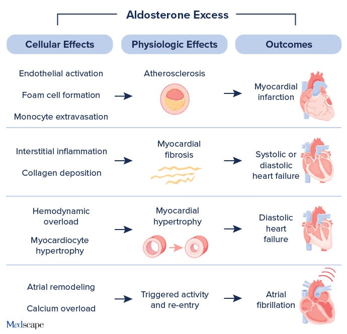photo of Effects of Aldosterone Excess