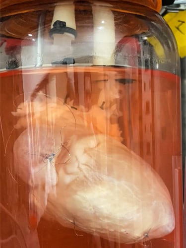 photo of Video still of a ghost heart beating in a vat of liquid.