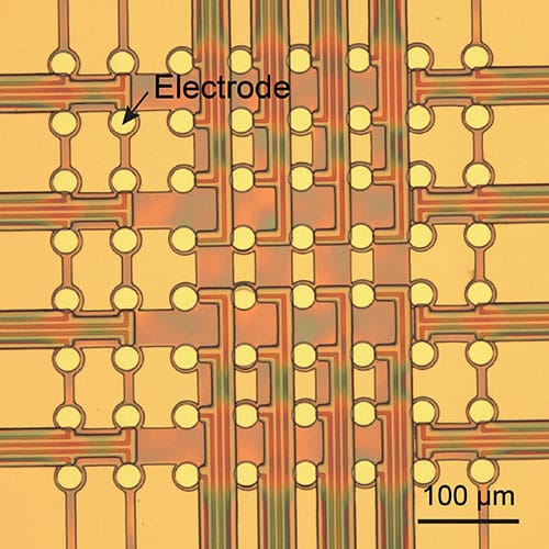 photo of The stretchable mesh electronics as fabricated, before any contact with living cells.
