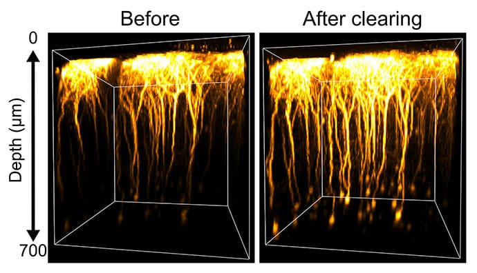 photo of Three-dimensional two-photon microscopy images of layer 5 neurons in the mouse cortex in vivo