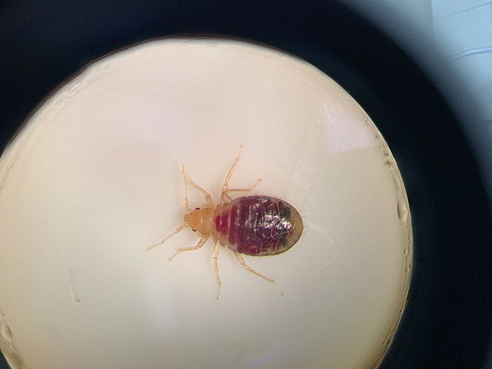 photo of insect bites