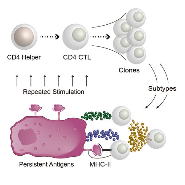 photo of CD4