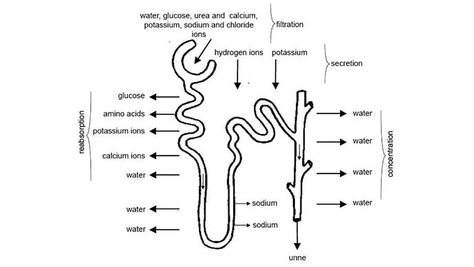 photo of Daily water intake study