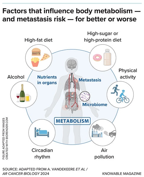 photo of g ar factors that influence body metabolism