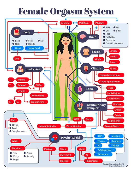 photo of Female orgasm system infographic