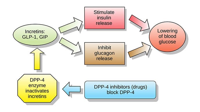 glp 1 drugs and dementia GLP-1 Drugs Might Cut Dementia Risk in Half