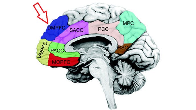 photo of Cortical midline structures