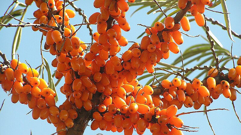 Sea Buckthorn