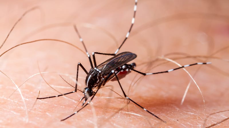 Italy's Arbovirus Threat: Is Europe at Greater Risk?