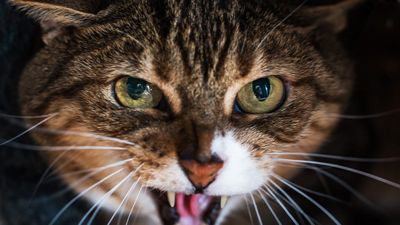 Unexplained Symptoms? Consider Cat-Associated Infections