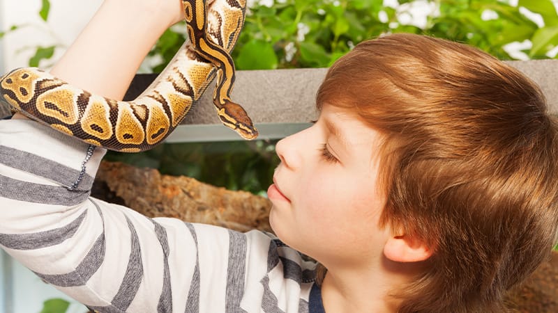 Reptile Pets: Could Zoonotic Infections Be Overlooked?