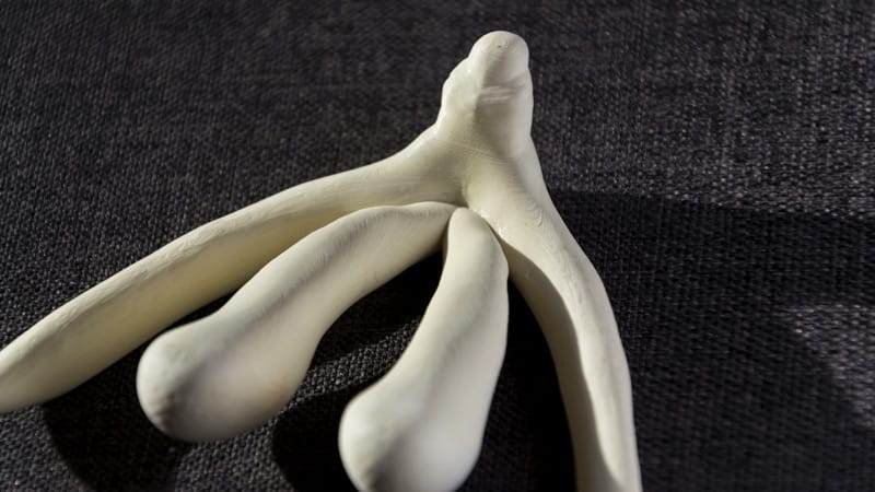 Erster 3D-Nervenatlas des Klitorisgewebes veröffentlicht