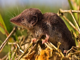 photo of Bicolored White-toothed Shrew