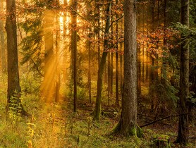 photo of Black Forest in Germany