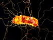 photo of Clostridium difficile 