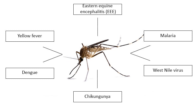 LA County Logs Fourth Case of Locally Acquired Dengue