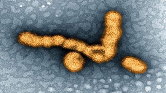 Image au microscope électronique en transmission d’un petit groupe de particules du virus de l’influenza H1N1 de l’Institut national des maladies allergiques et infectieuses (National Institute of Allergy and Infectious Diseases, NIAID&nbsp;; Creative Commons BY 2.0)